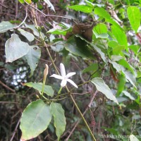 Jasminum flexile Vahl